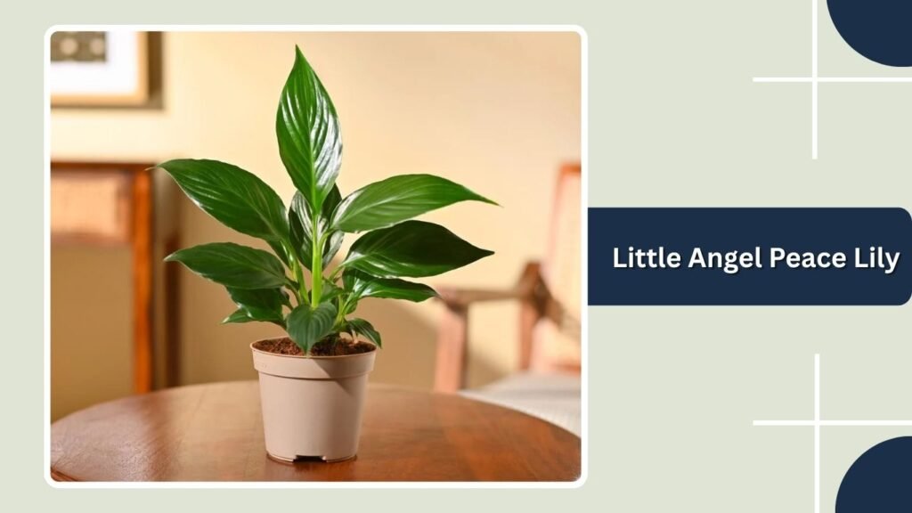 Little Angel Peace Lily (Spathiphyllum 'Little Angel')
