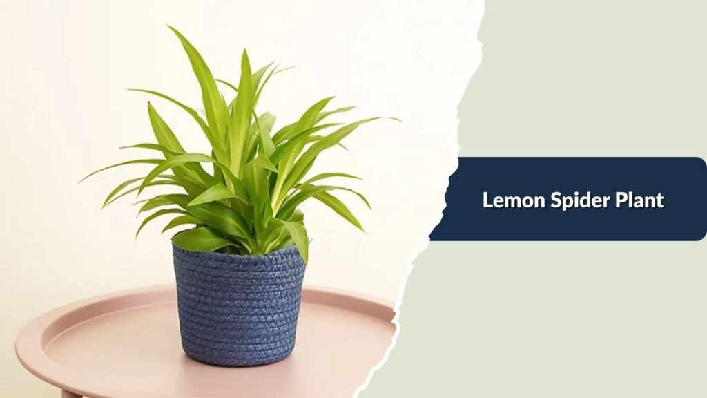 Lemon Spider Plant (Chlorophytum 'Lemon')