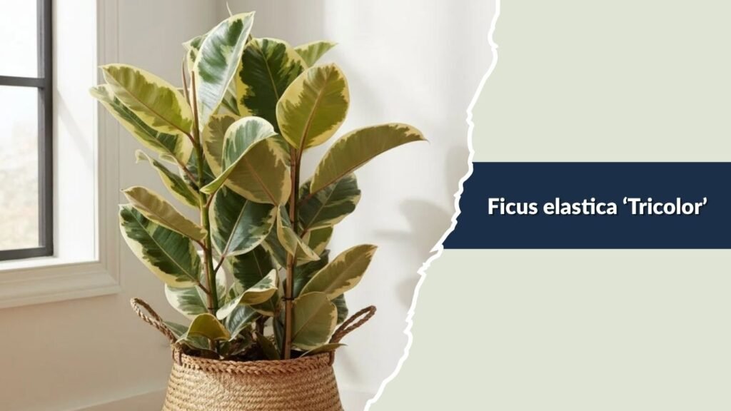 Ficus elastica ‘Tricolor’ (Tricolor Rubber Plant)