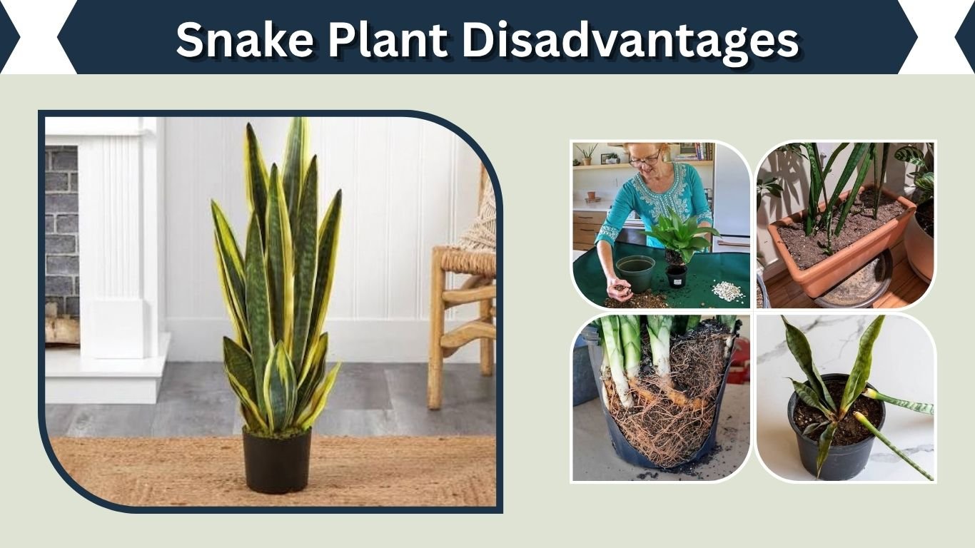 Snake Plant Disadvantages: 9 Drawbacks to Know