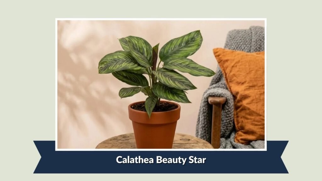Calathea Beauty Star