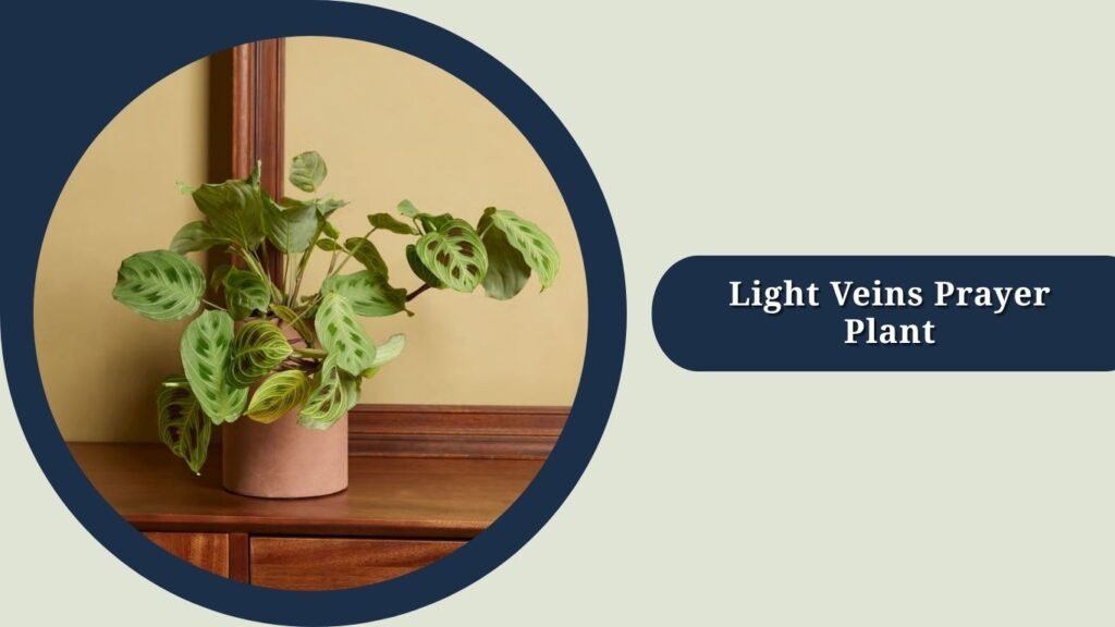 Light Veins Prayer Plant (Maranta leuconeura 'Light Veins')