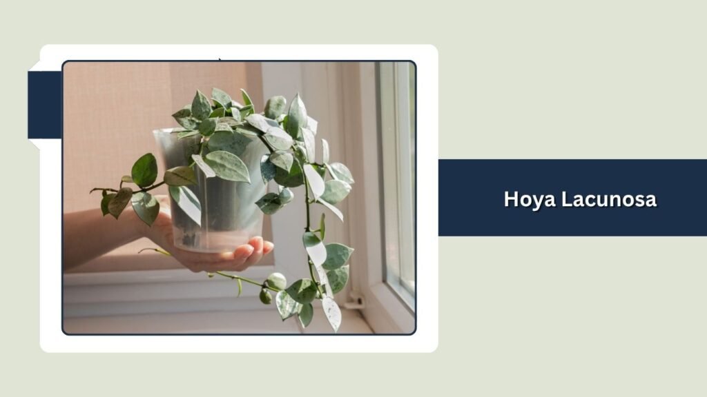 Hoya Lacunosa (Hoya lacunosa)