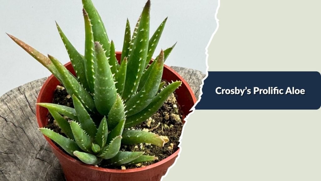 Crosby’s Prolific Aloe