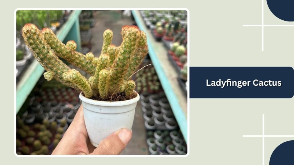 Ladyfinger Cactus