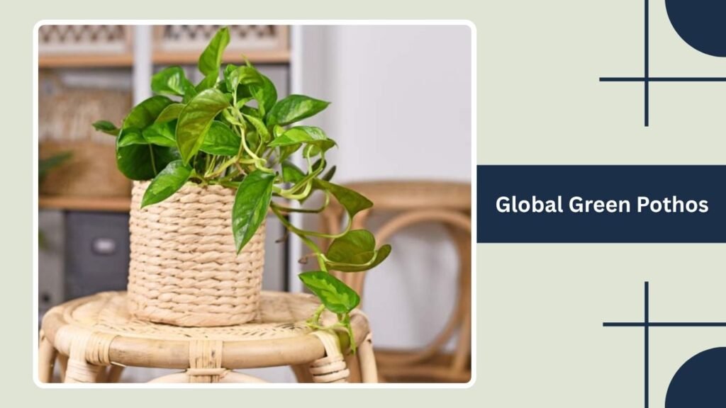 Global Green Pothos