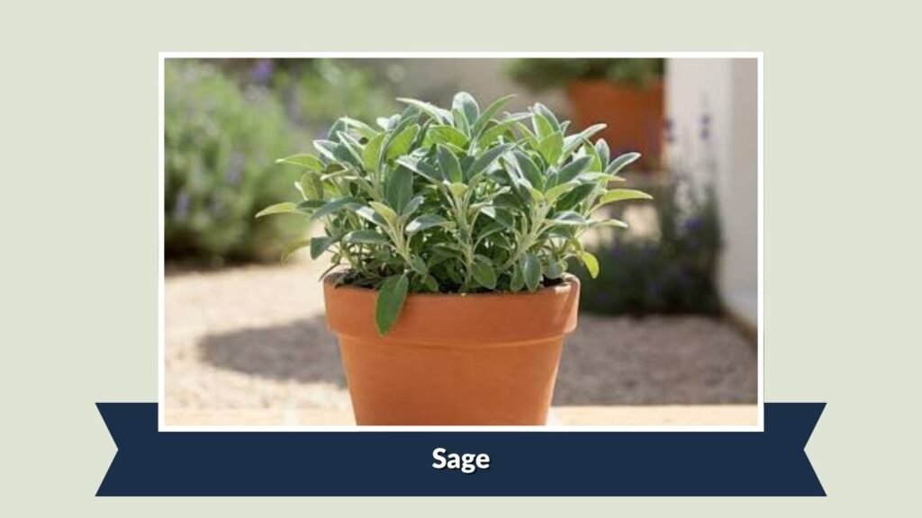 Sage