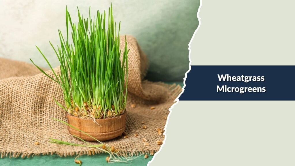 Wheatgrass Microgreens