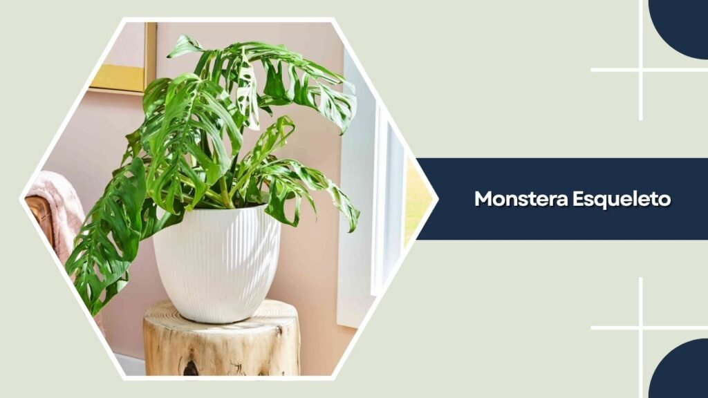 Monstera Esqueleto