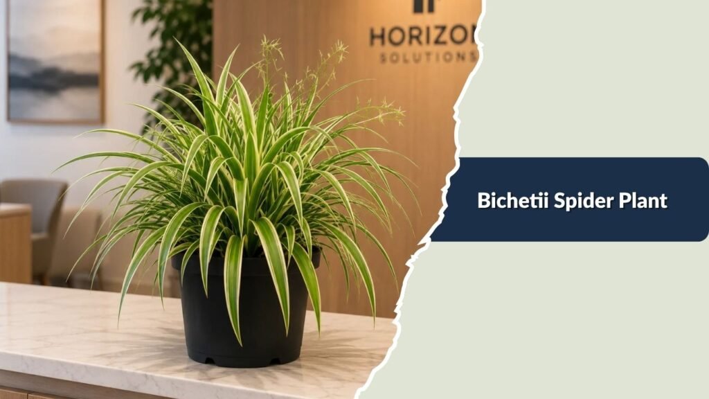 Bichetii Spider Plant (Chlorophytum laxum 'Bichetii')