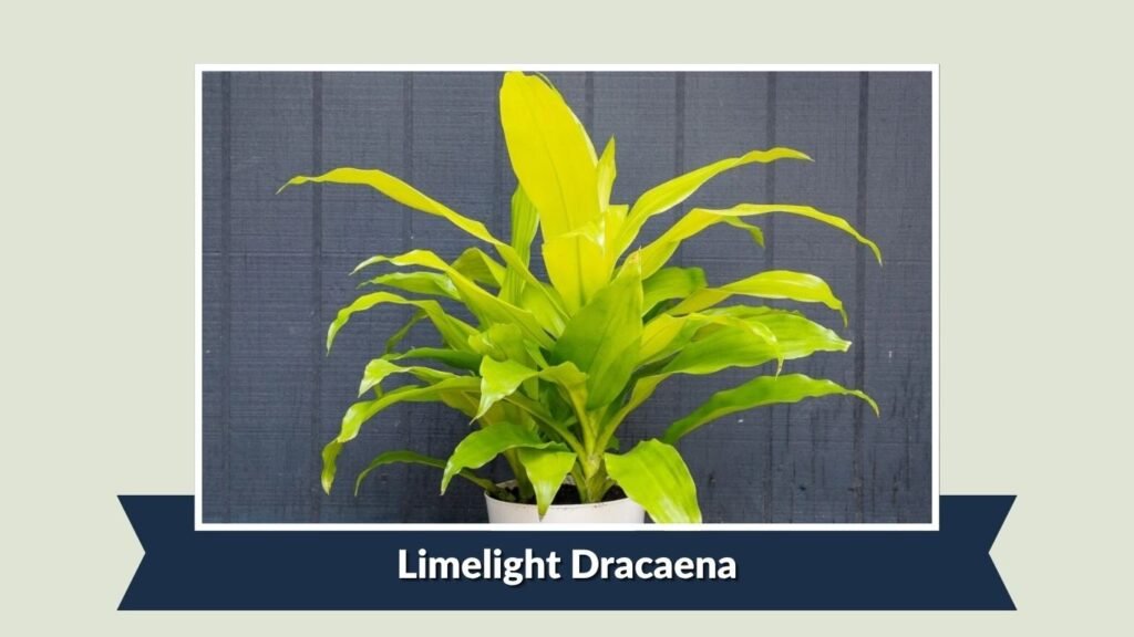 Limelight Dracaena (Dracaena fragrans 'Limelight')