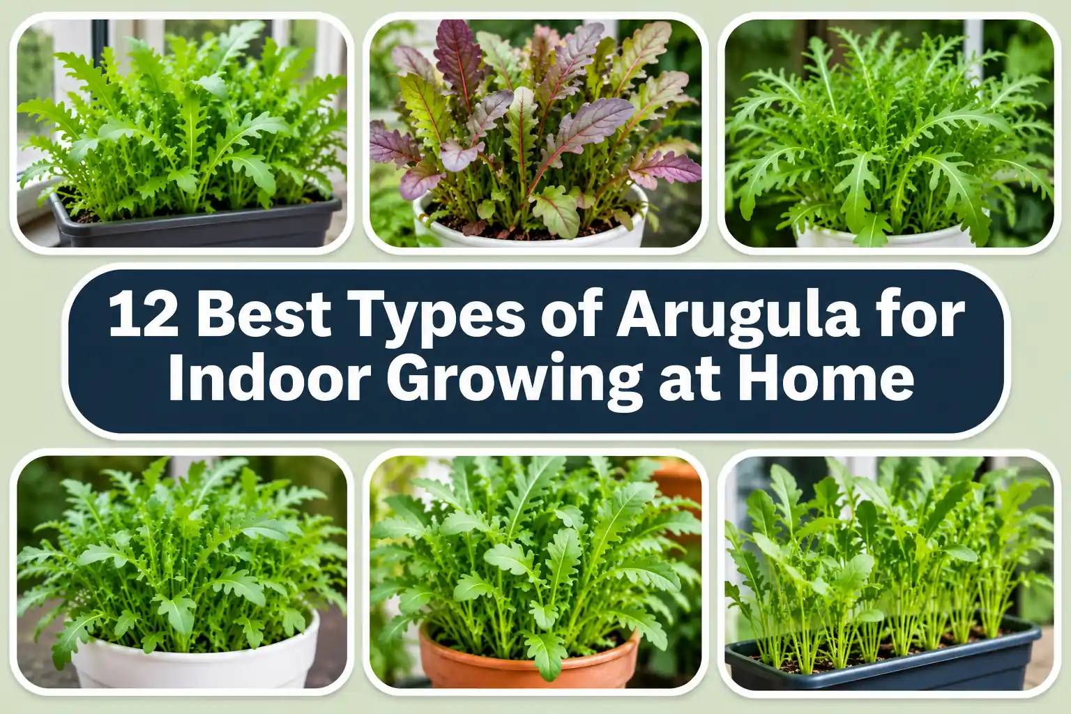 12 Best Types of Arugula for Indoor Growing at Home
