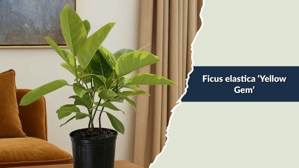 Ficus elastica ‘Yellow Gem’ (Yellow Gem Rubber Plant)