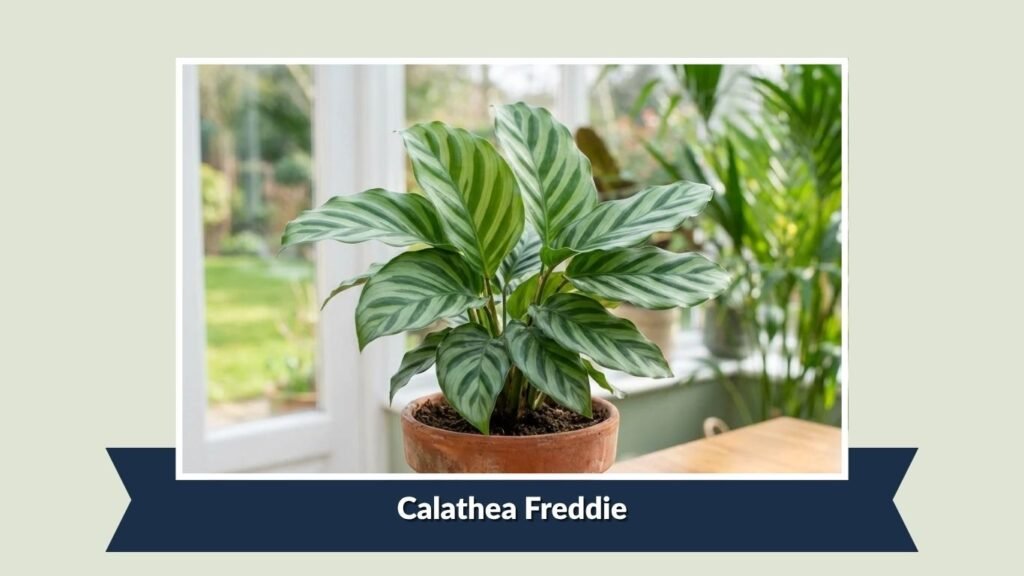 Calathea Freddie