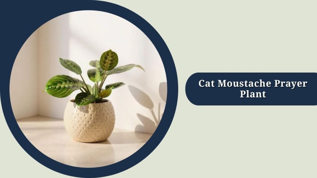 Cat Moustache Prayer Plant (Maranta leuconeura 'Cat Moustache')