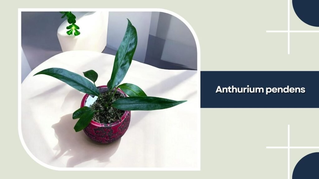Anthurium pendens