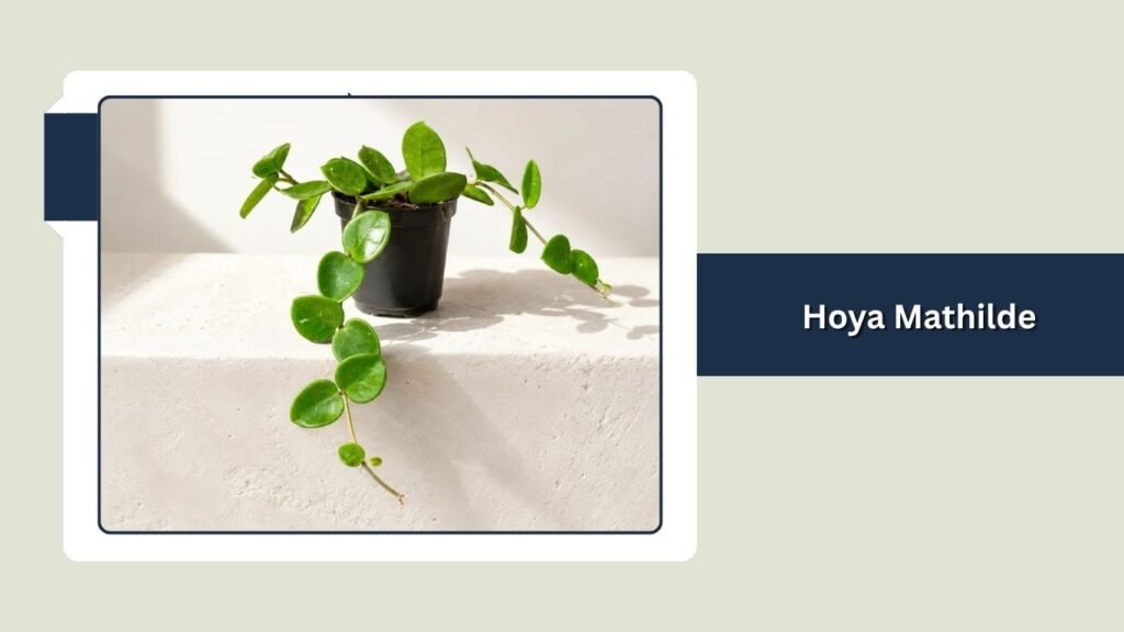 Hoya Mathilde (Hoya 'Mathilde')