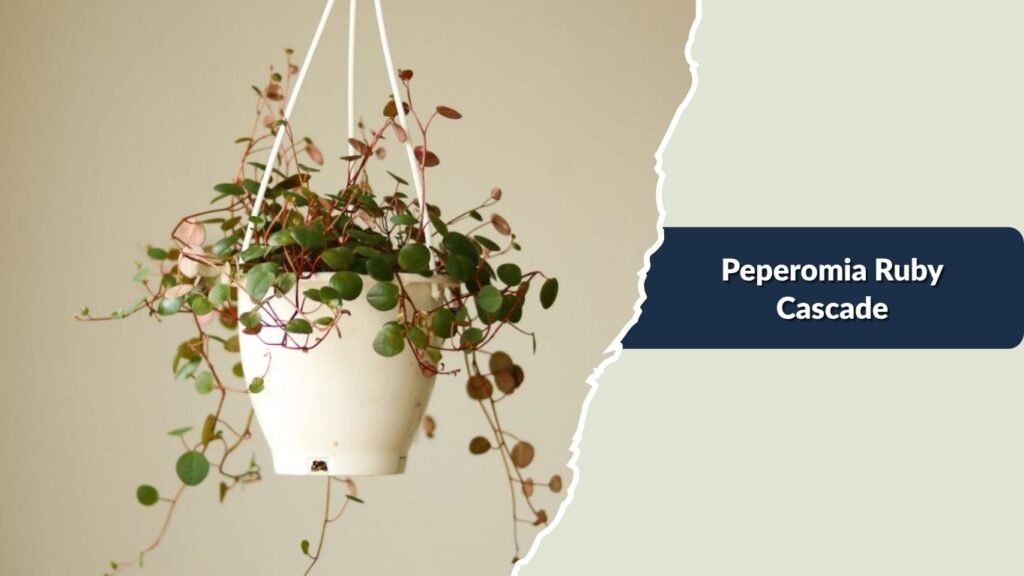 Peperomia Ruby Cascade (Peperomia 'Ruby Cascade')