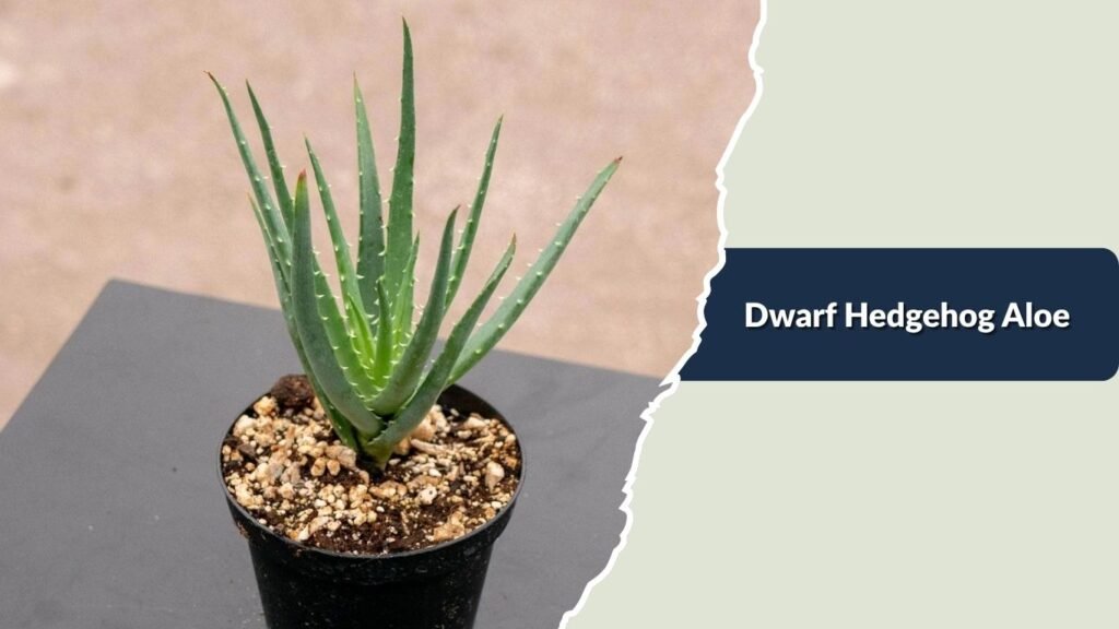 Dwarf Hedgehog Aloe