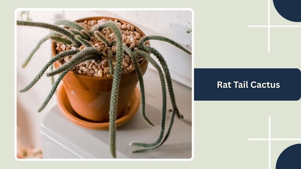 Rat Tail Cactus