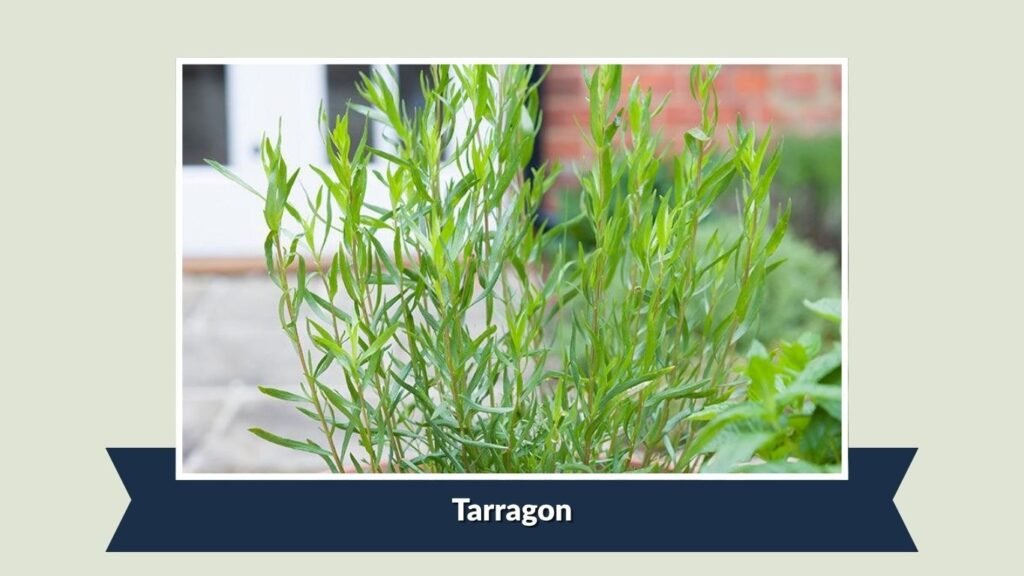 Tarragon