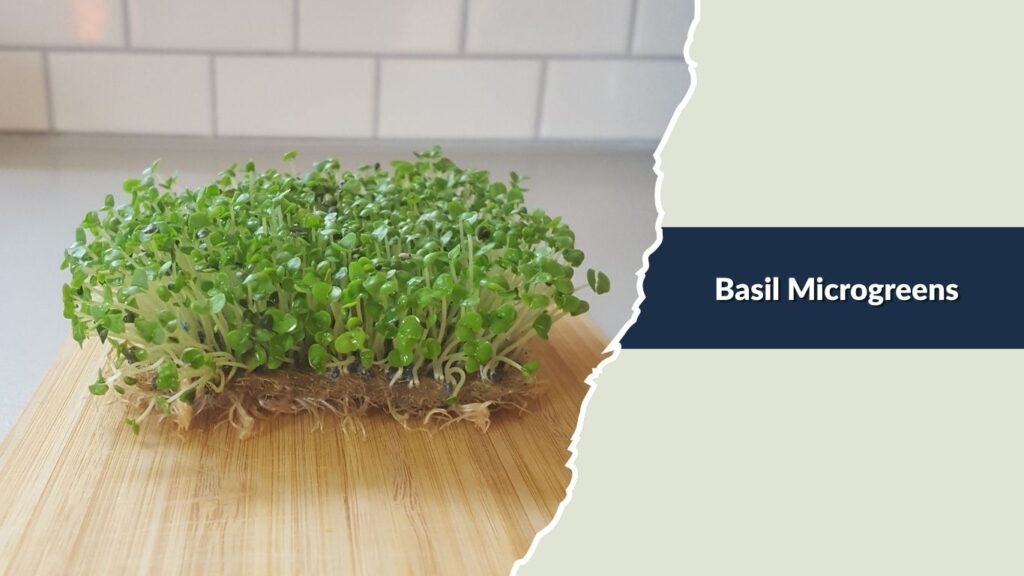 Basil Microgreens