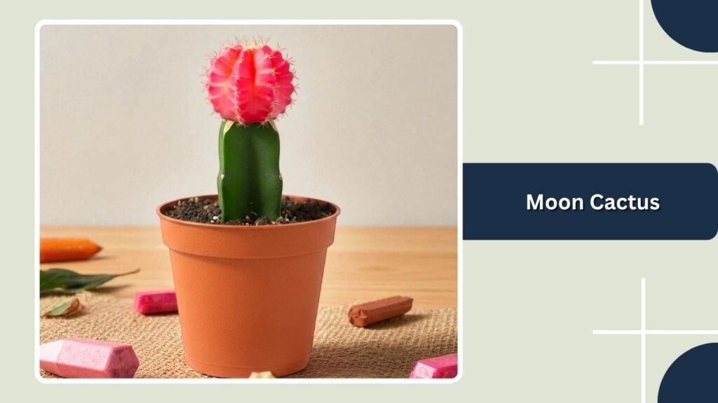 Moon Cactus