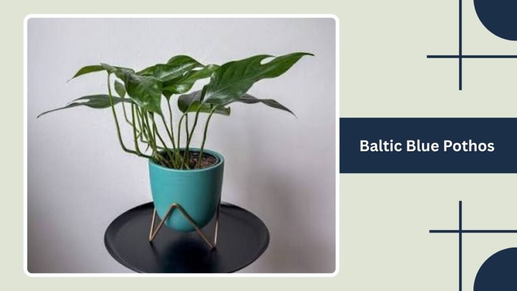 Baltic Blue Pothos