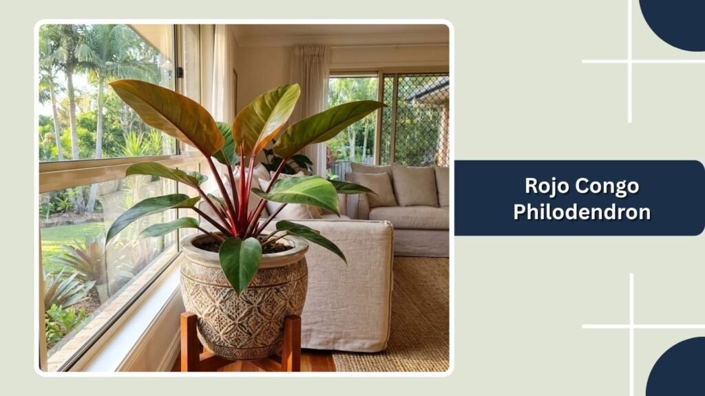 Rojo Congo Philodendron