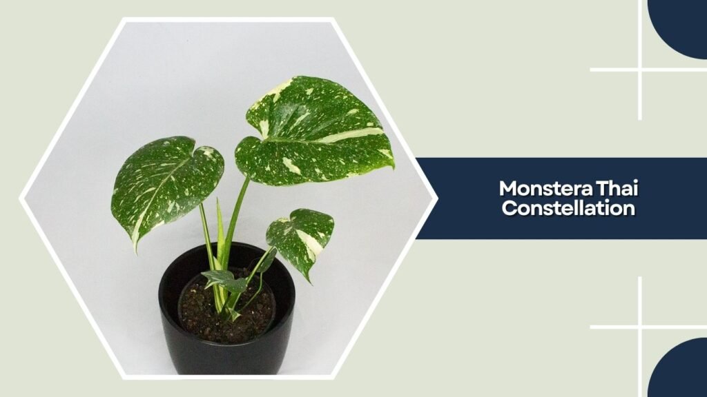 Monstera Thai Constellation