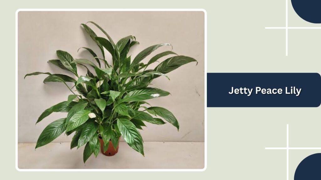  Jetty Peace Lily (Spathiphyllum 'Jetty')