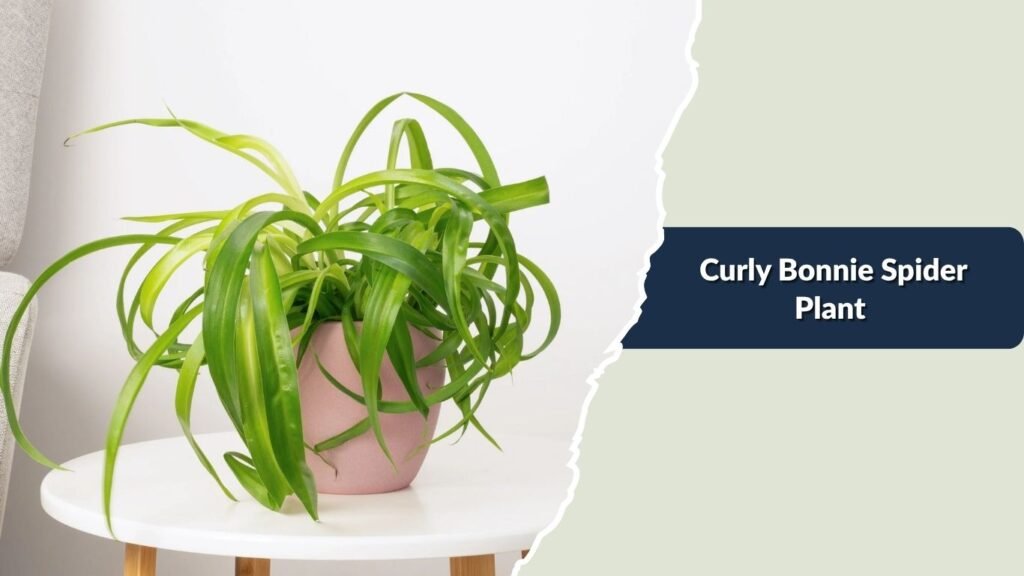 Curly Bonnie Spider Plant (Chlorophytum comosum 'Bonnie')