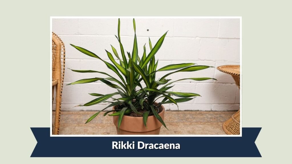 Rikki Dracaena (Dracaena fragrans 'Rikki')