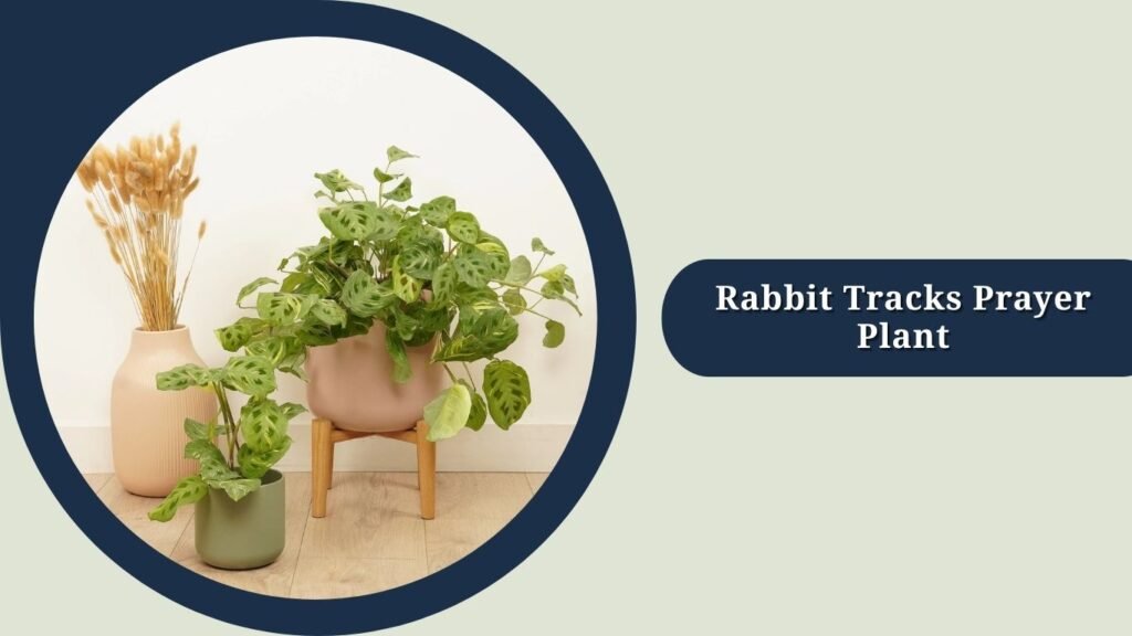Rabbit Tracks Prayer Plant (Maranta leuconeura var. kerchoveana)