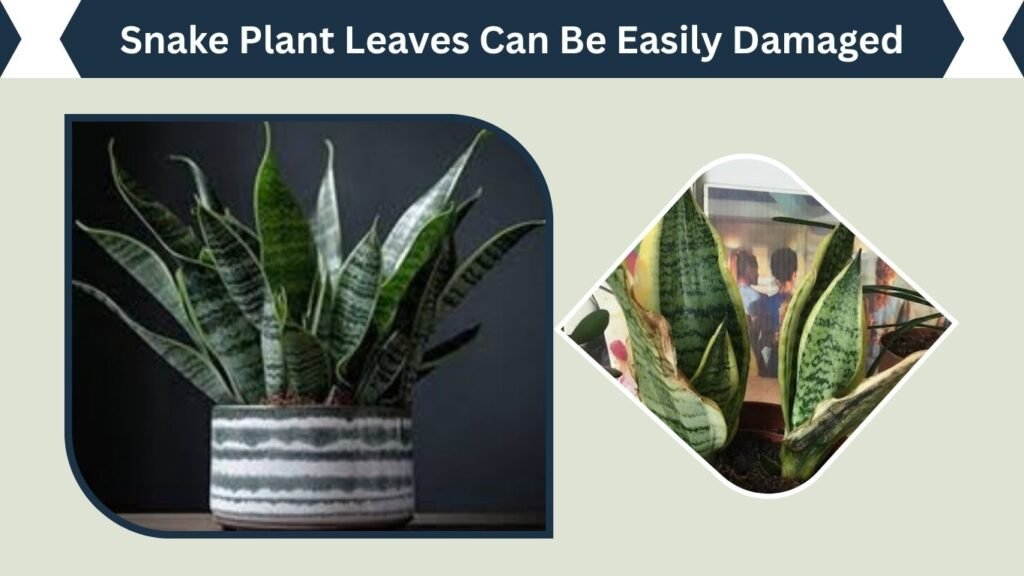 Snake Plant Leaves Can Be Easily Damaged
