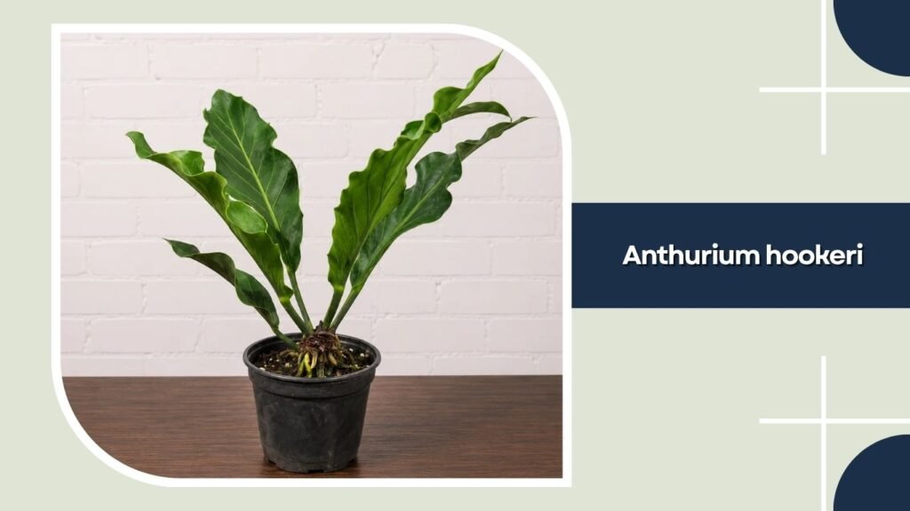 Anthurium hookeri