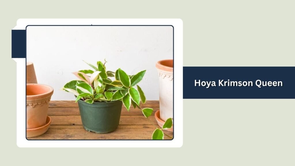Hoya Krimson Queen (Hoya carnosa 'Krimson Queen')
