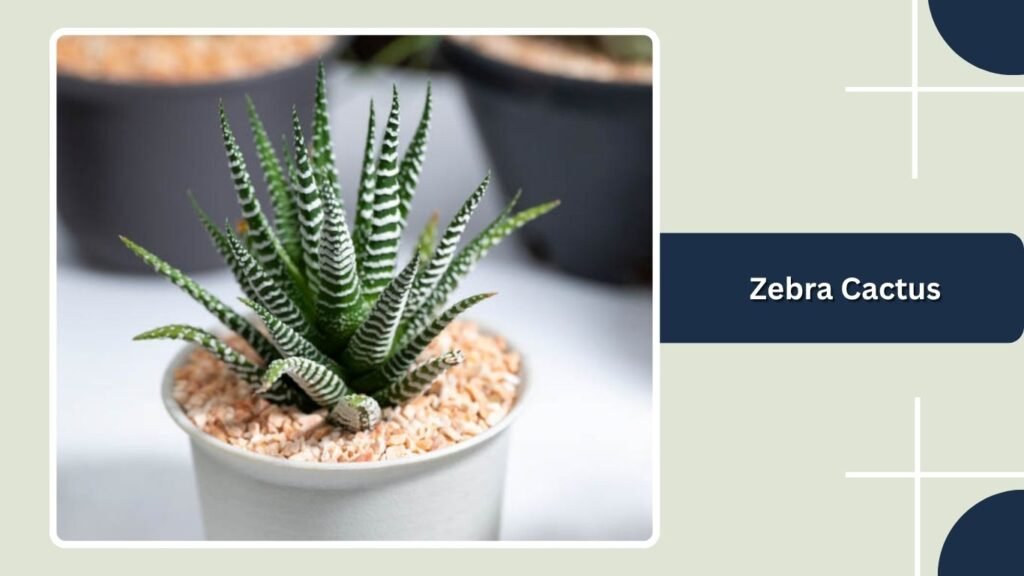 Zebra Cactus