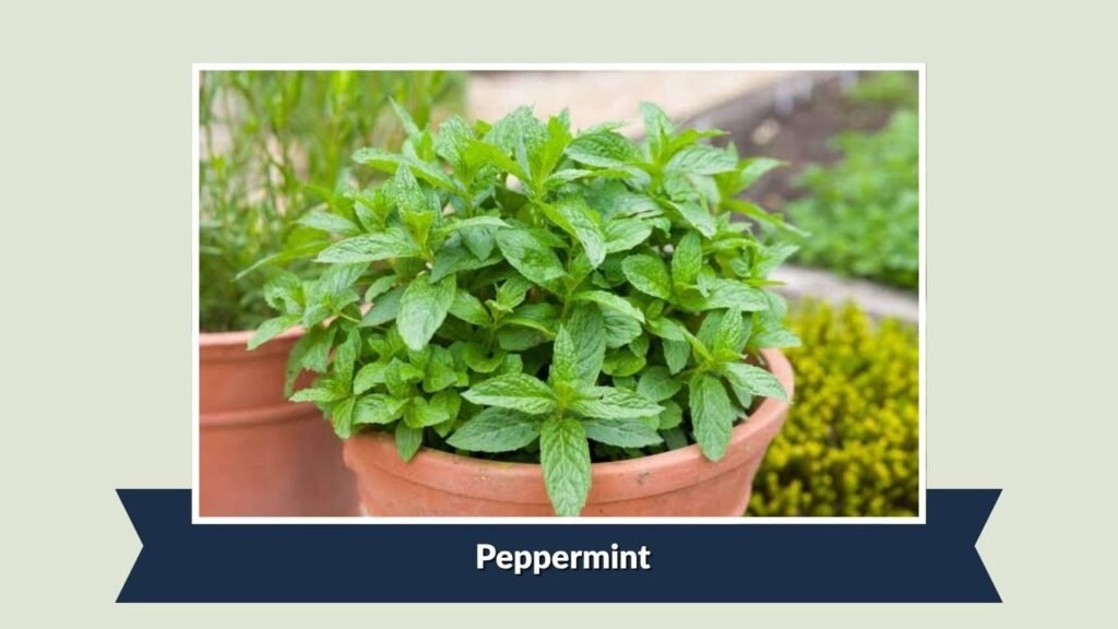  Peppermint