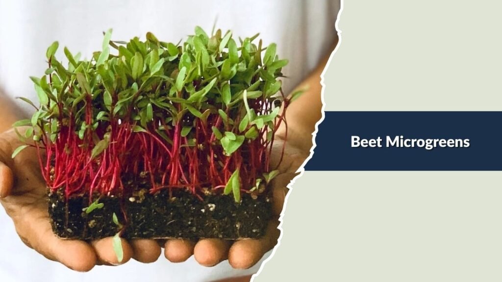 Beet Microgreens