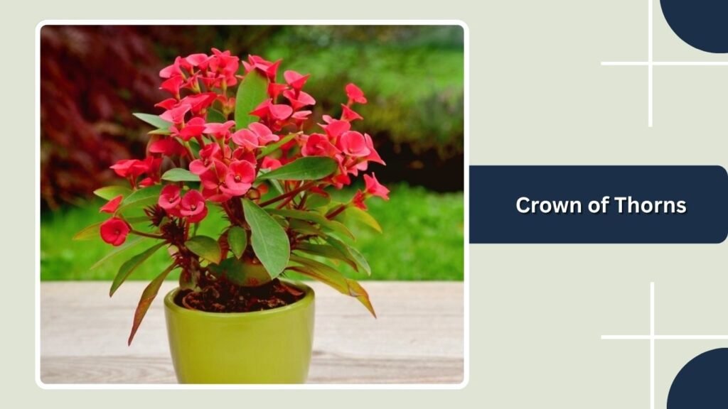 Crown of Thorns