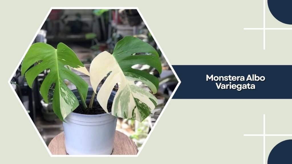 Monstera Albo Variegata