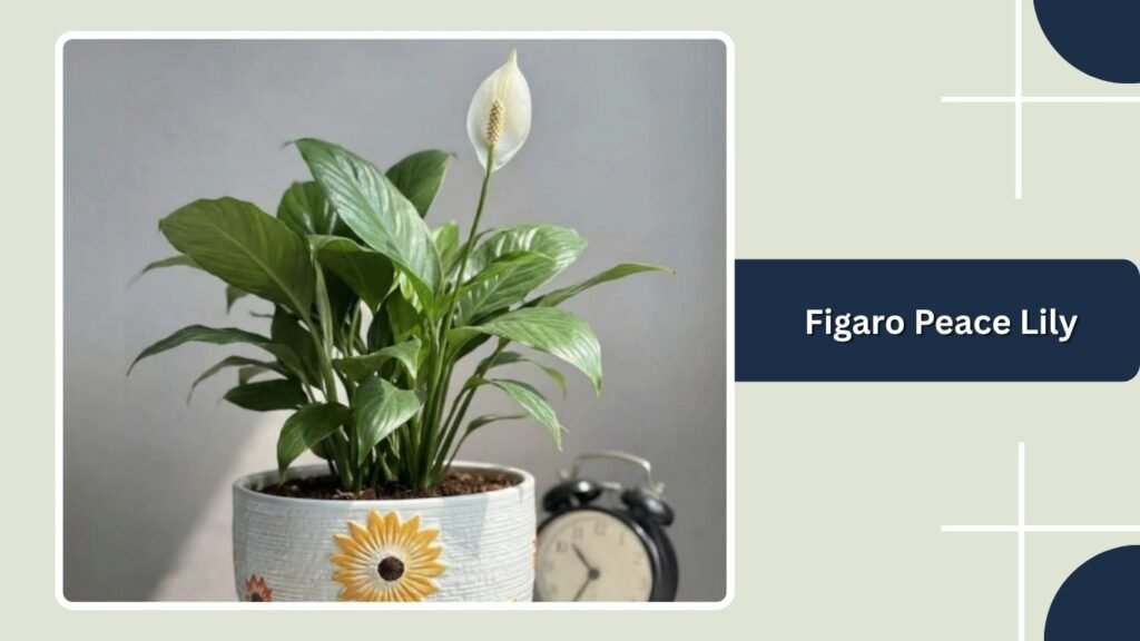 Figaro Peace Lily (Spathiphyllum 'Figaro')