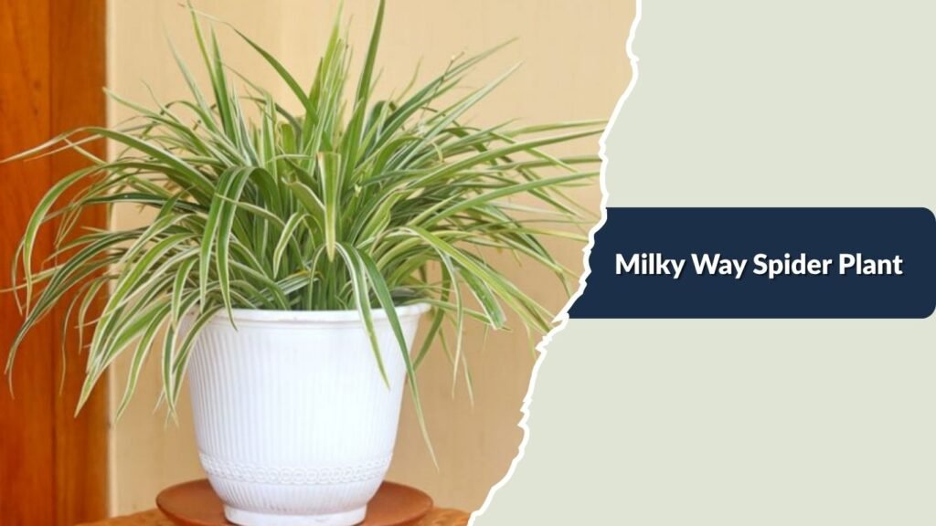 Milky Way Spider Plant (Chlorophytum comosum 'Milky Way')