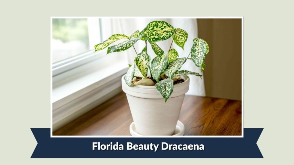 Florida Beauty Dracaena (Dracaena surculosa 'Florida Beauty')