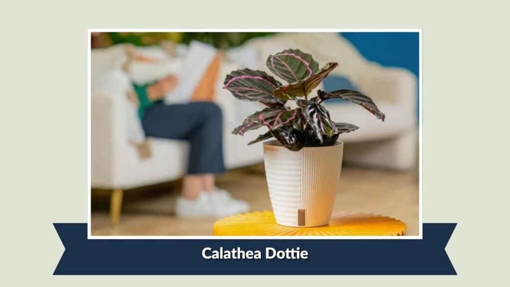 Calathea Dottie