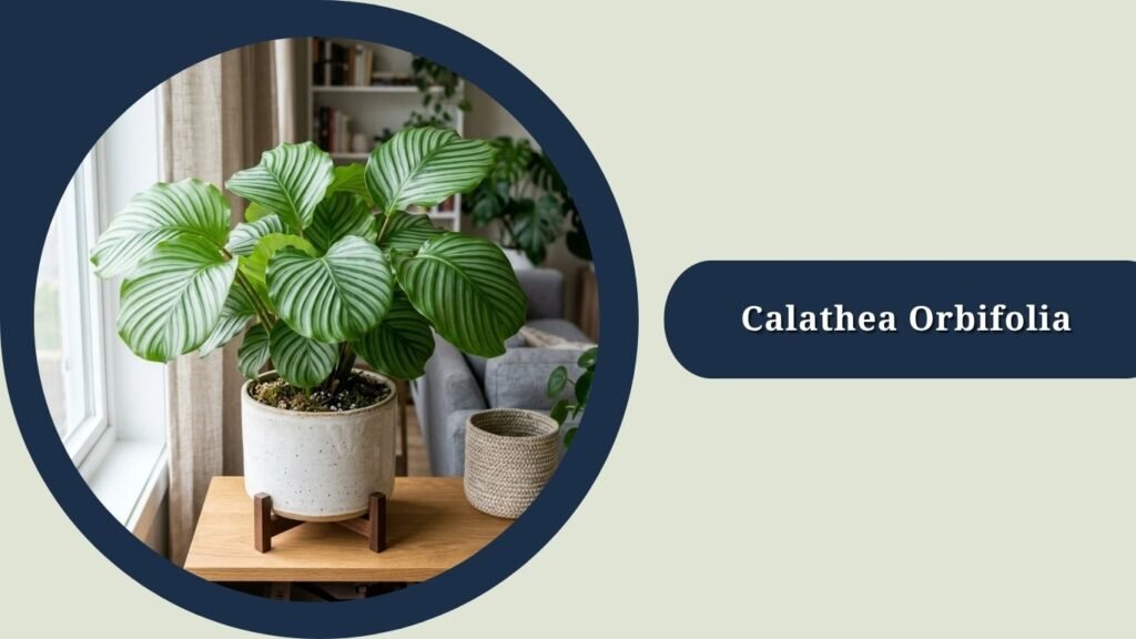 Calathea Orbifolia (Goeppertia orbifolia)