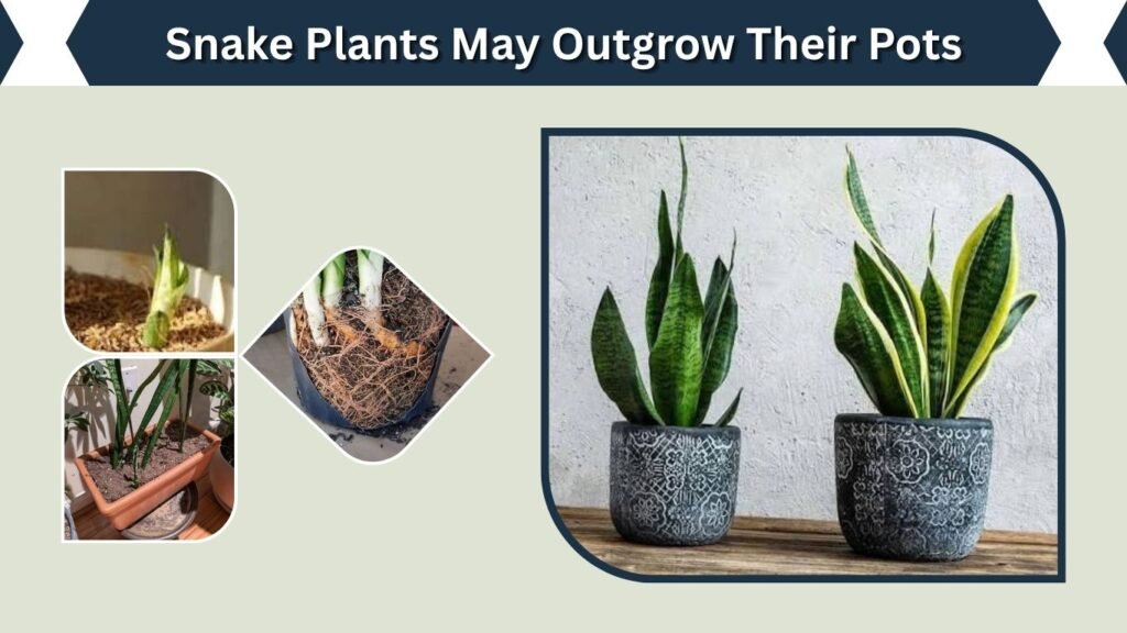 Snake Plants May Outgrow Their Pots