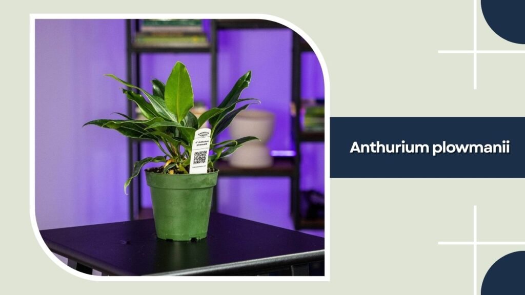 Anthurium plowmanii