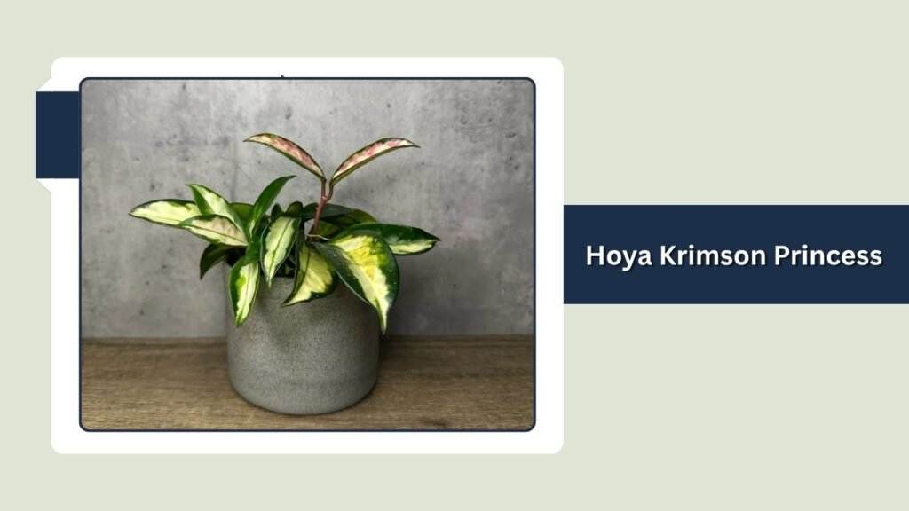 Hoya Krimson Princess (Hoya carnosa 'Krimson Princess')